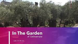 in the garden of gethsemane luke 22