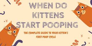 When a kitten starts crying and meowing and crying, perhaps it is feeling something churning in its stomach or bladder. When Do Kittens Start Pooping The Complete Guide To Your Kitten S First Poop Cycle
