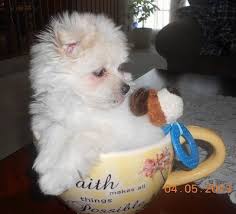 Recommended breeders for maltese pomeranian mix. Maltipom Dog Breed Information And Pictures