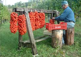 the art of hanging piennolo tomatoes