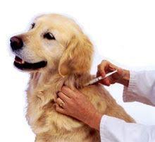 Dog vaccination can haunt people not just because it is a educate yourself about dog vaccination, have a thorough discussion with your dog's vet, get a dog. Can Dogs Be Vaccinated At Home Diy Shots For Pets