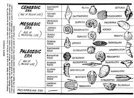 Index Fossil Chart Para Sys