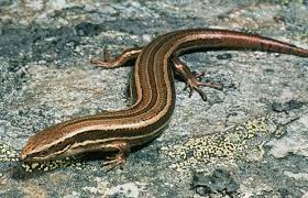 northern gr skink reptiles frogs