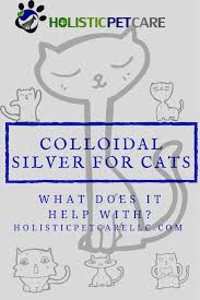 Colloidal Silver For Cats Holistic Pet Care