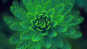 ns01 flower green leaf nature blue