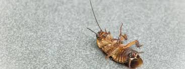 treat roaches in apartments and homes
