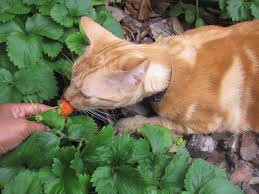 Many cats do not love eating fruits and this is good for their health. Can Cats Eat Strawberry Decoding The Berry Story Happypetsnow Com