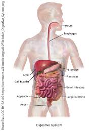 the digestive system cal english