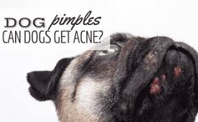 dog pimples can dogs get acne