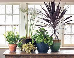 Container Plants Over Winter