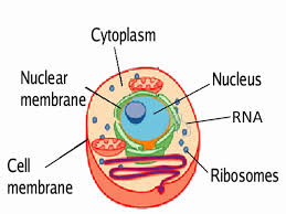 Image result for cytoplasm