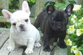 Please let us know in the comments if you have ever purchased a french bulldog from any of the above breeders in md. French Bulldog Breeders In Maryland L2sanpiero