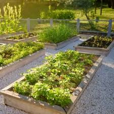 Shade Tolerant Vegetables To Grow Mr
