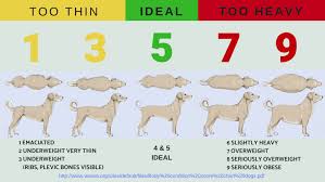 Dog Food 101 How To Choose Homeskooling 4 Dogs