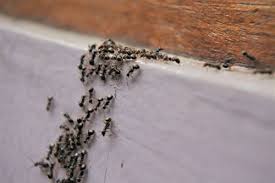 telltale signs you have an ant problem