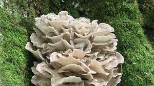 archaeology of mushrooms hen of the