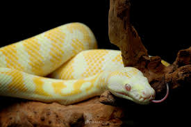 albino darwin carpet python 006 jpg