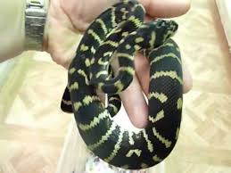 boelens x carpet python hybrid you