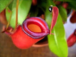 Scarlet belle is the result of a cross between s. Carnivorous Plant Nepenthes Bloody Mary And A Prey Youtube