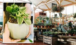 Houseplant Tips Expert Shares How To