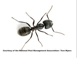 It's a natural way to deter ants without harming them. Carpenter Ants How To Get Rid Of Black Carpenter Ants