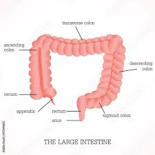 large intestine anatomy system