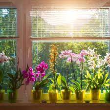 Plants such as the christmas cactus, azaleas and orchids can create a stunning focal point for a shelf, sideboard or table centrepiece. 16 Indoor Blooming Plants That Are Easy To Maintain