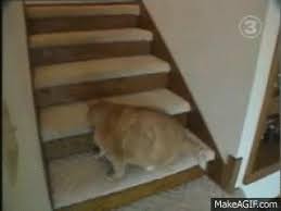fat cat running upstairs on make a gif