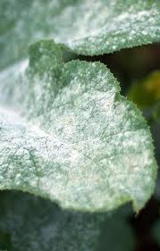 powdery white mildew on cans