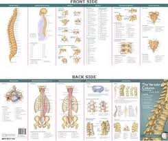 Anatomical Chart Companys Illustrated Pocket Anatomy The