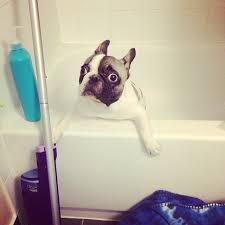 I fear regret if i drop insurance and then need it again, especially as my dog ages. 10 Dogs Who Felt Betrayed At Bath Time