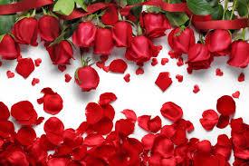 red rose wallpapers for