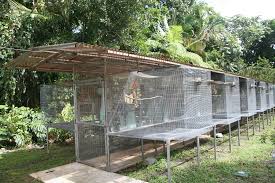 Building An Outdoor Bird Aviary