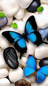 Blue White Butterflies Stones Wallpaper ...