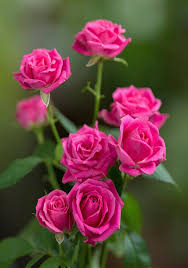 Pin de Nerina Paffaro em &#1088;&#1072;&#1089;&#1090;&#1077;&#1085;&#1080;&#1103; | Roseiras, Bela rosa, Decoração com  flores
