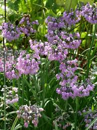 allium cernuum my favourite onion