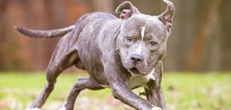 They are still 100% american pit bull terriers (unless they are known mix breeds). Blue Brindle Pitbull Is Their Character As Beautiful As Their Coat