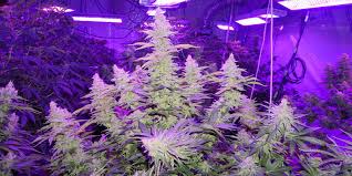 Type of lights needed for growing weed. From Light To Growth Growing The Best Weed With Light I Love Growing Marijuana