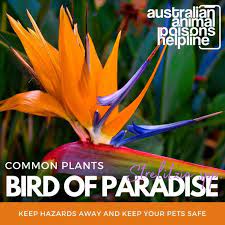 Birds Of Paradise Animal Poisons Helpline