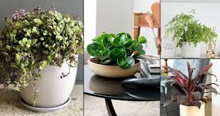 18 Fast Growing Indoor Plants What