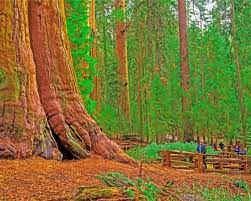 California Redwoods Landscape Paint By