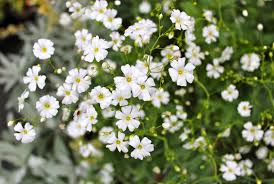 Многогодишни се наричат много цветя, защото те наистина могат да живеят много години. Pin On Idei Za Plovdiv