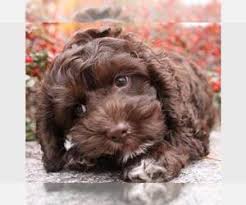 What a gorgeous cockapoo puppy this is! Puppyfinder Com Cock A Poo Puppies Puppies For Sale Near Me In Texas Usa Page 1 Displays 10