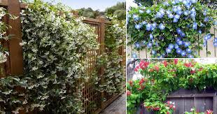 14 Stunning Live Fence Plants In India