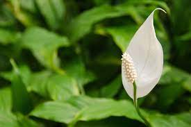 peace lily poisoning in dogs symptoms