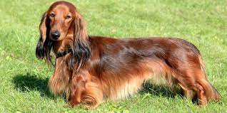 Dachshund Grooming Tips: How To Care For Your Sausage Dog