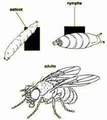 de l asticot à la mouche lilipomme