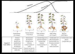 Effect Of Water Stress At Different Growth Stages Of Potato