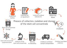 cord blood collection stem cell