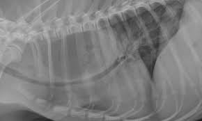 What is megaesophagus in dogs? Megaesophagus Clinician S Brief